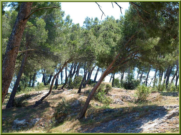 A la découverte de la Montagnette à Tarascon